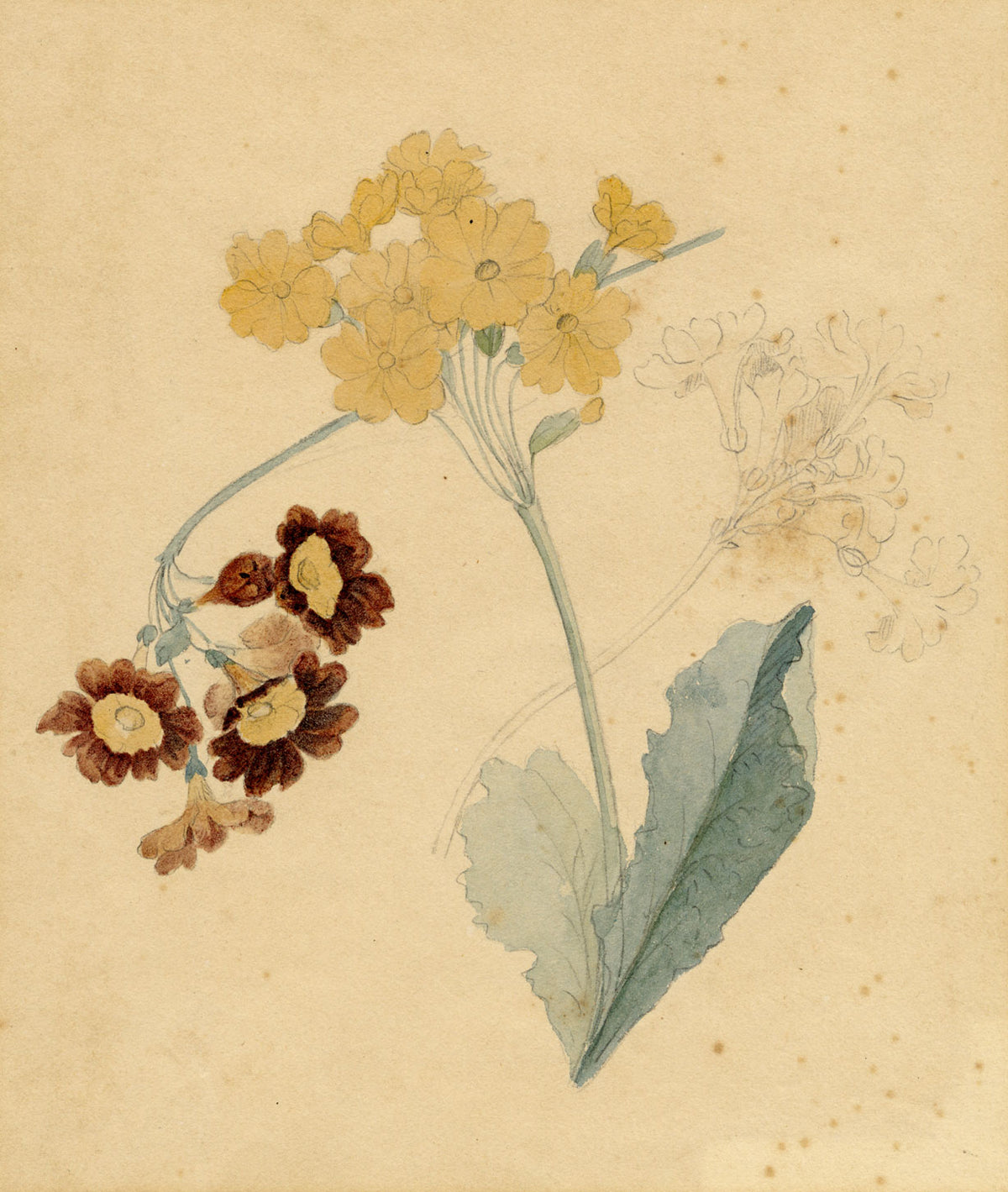 William 'Quaker' Pegg (1775–1851)