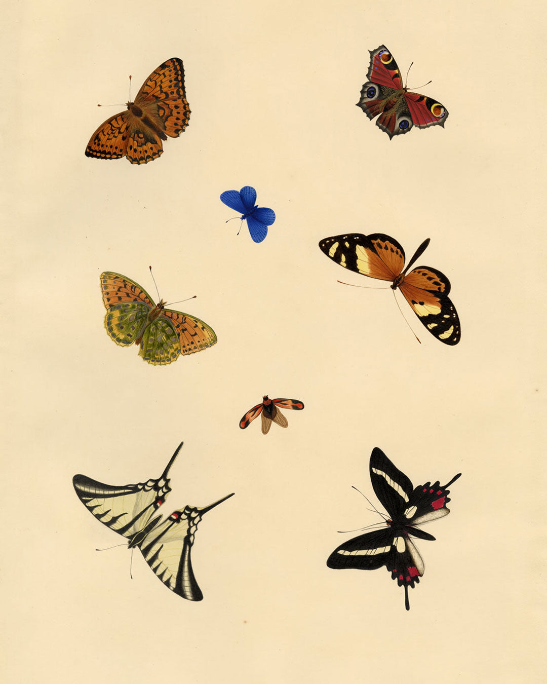 A Piece of Natural History