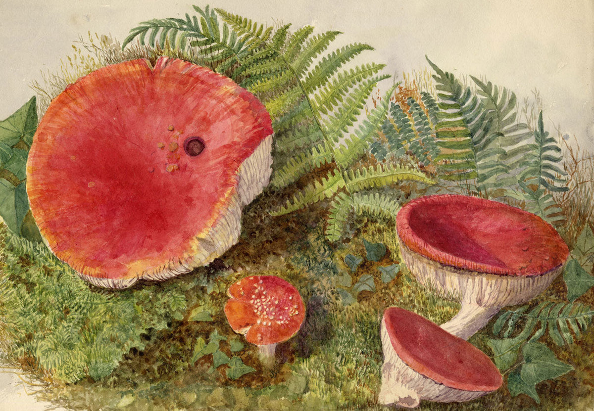 Of Truth of Vegetation