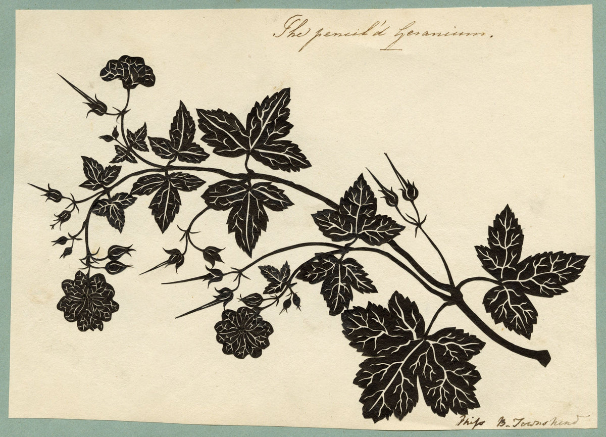 The Pencil'd Geranium