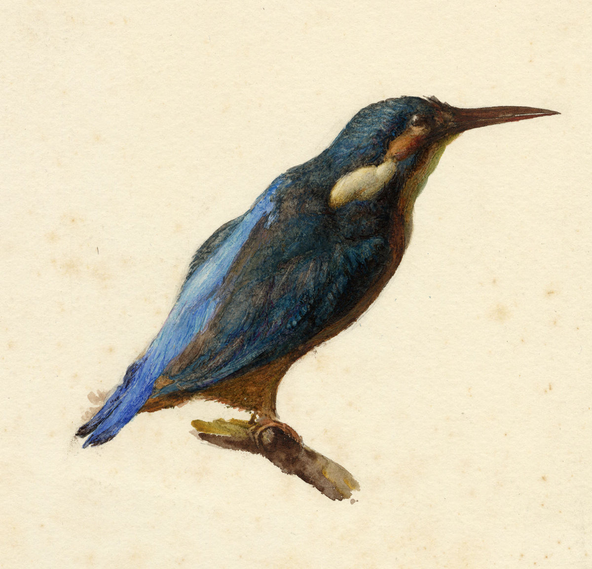 Ruskin's Birds