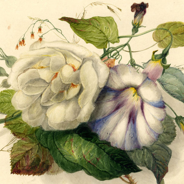 Holland OWS, James (1799–1870)