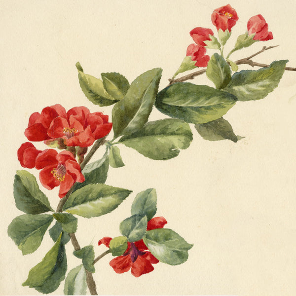 Flowers of Oxford & Switzerland: Lilla S. Watercolours 1880s