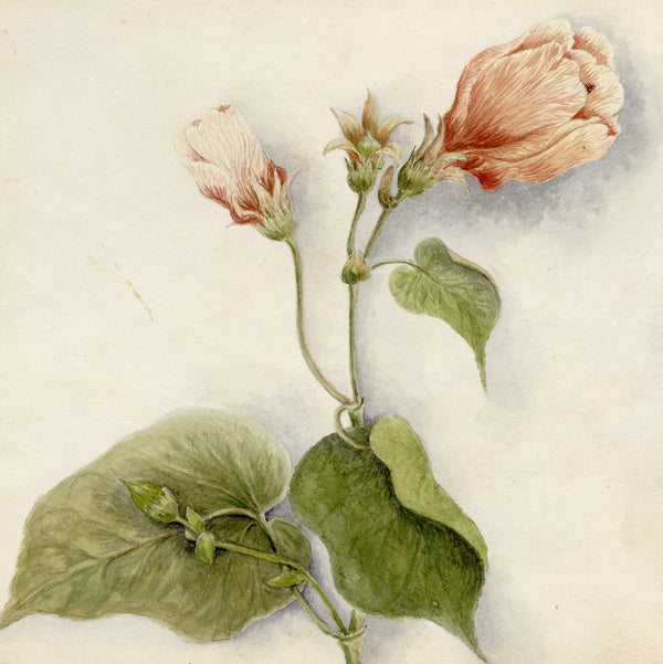 Flora of Hong Kong, Singapore & Australia: Watercolours 1886–1890