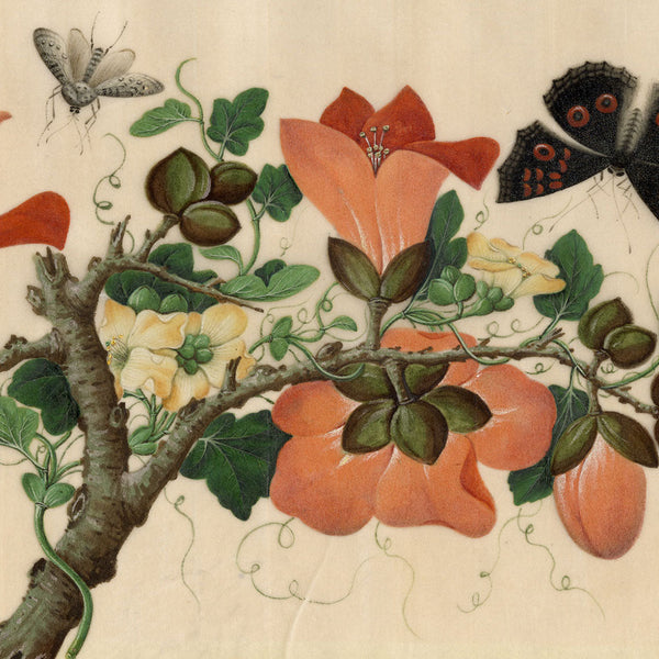 Chinese Pith Paintings