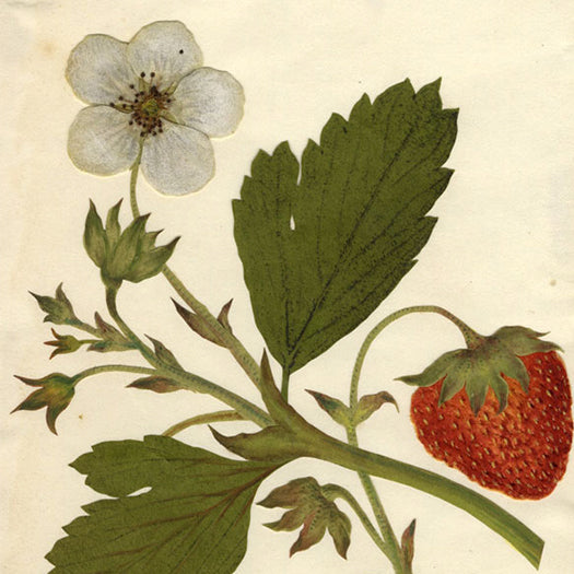 Circle of Mary Delany (1700–1788)