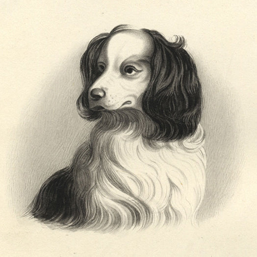 William Burgess of Dover (1805–1861)