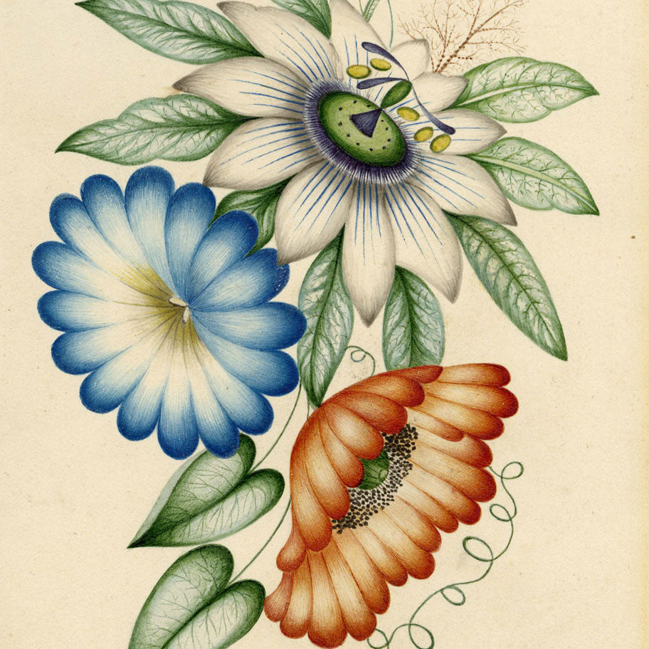 Challis Family Collection