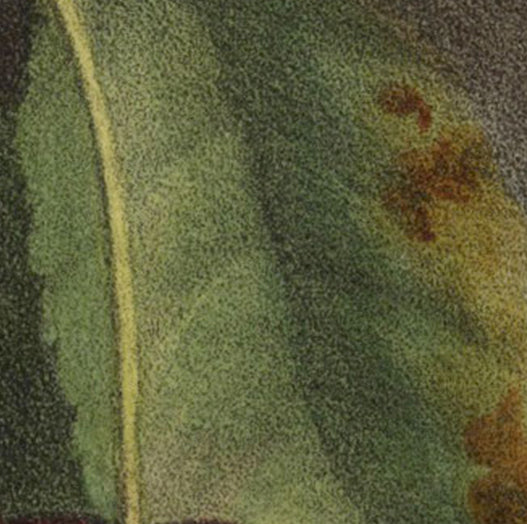 Lithograph