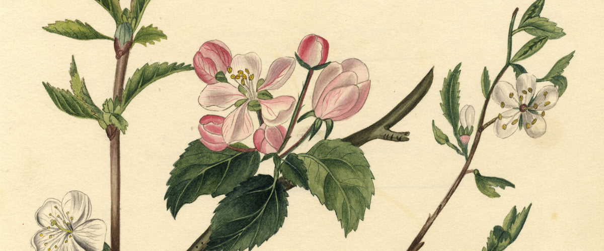 Botanical