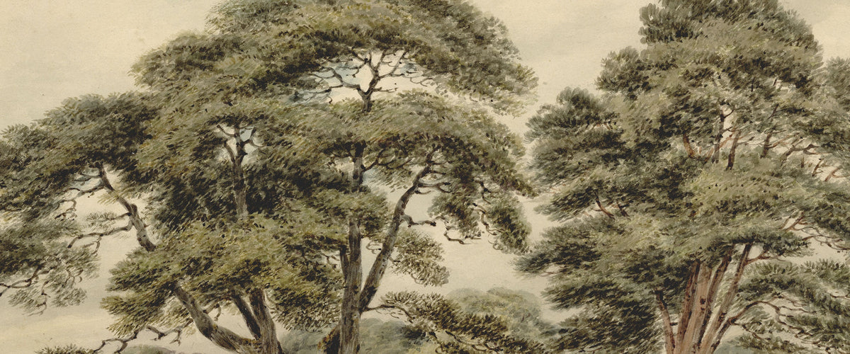 Trees