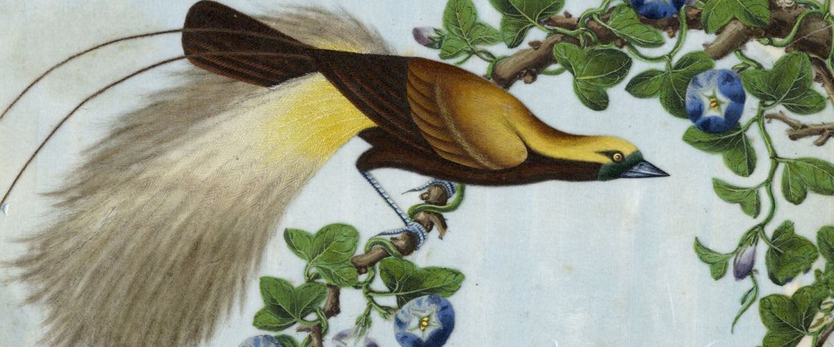 Birds