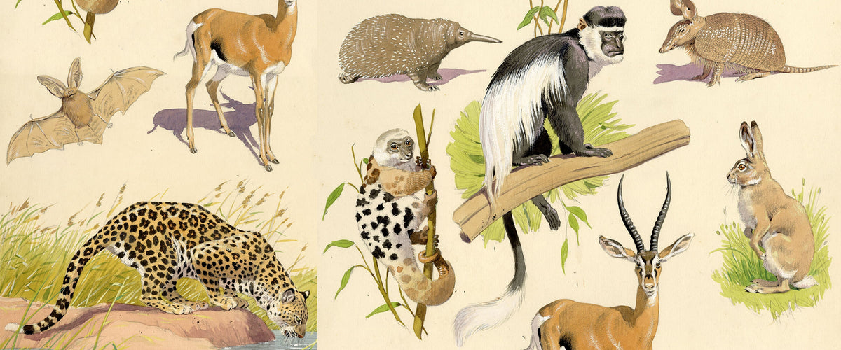 Wild Animals