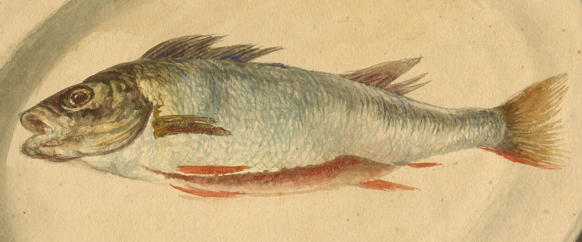 Fish & Sea Creatures