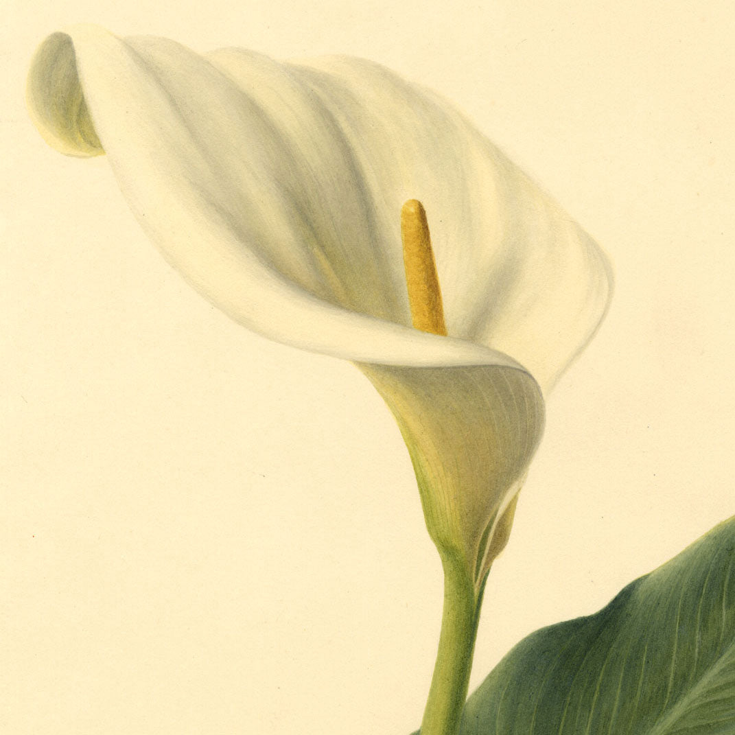 Botanical Watercolours 1830s: S. Twopenny