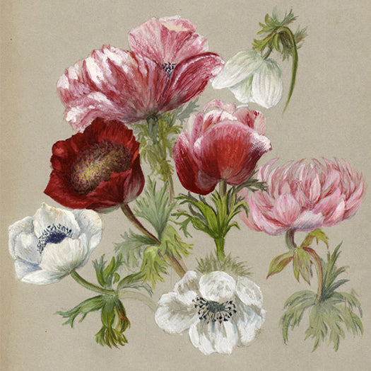 Botanical Watercolours: Adelaide Louisa Haslegrave (1857–1937)
