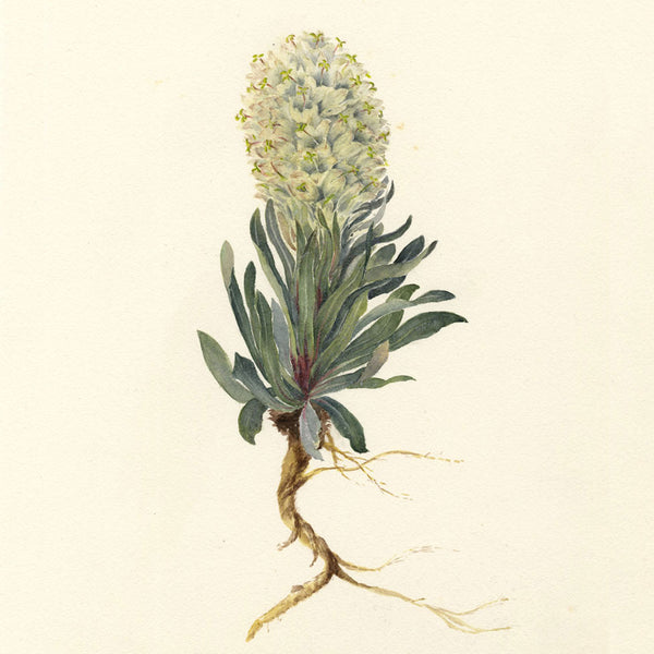 Wildflowers of England & Switzerland: Falloon 1892–1922