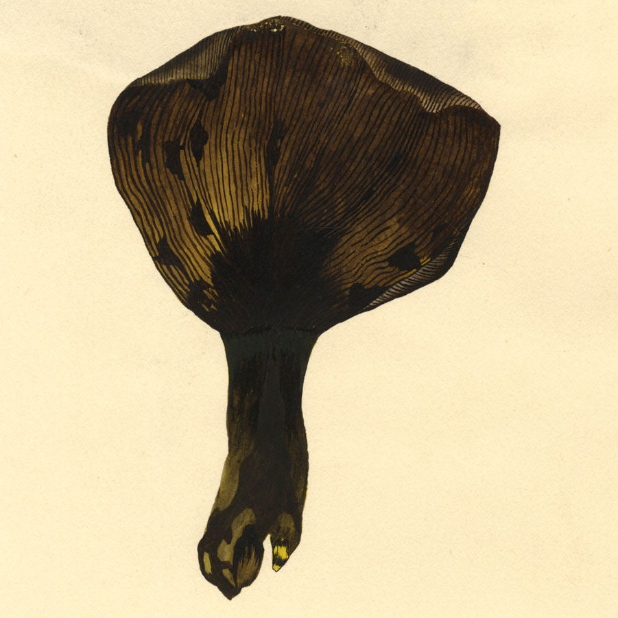 British Fungi & Flowers: 1940s Studies