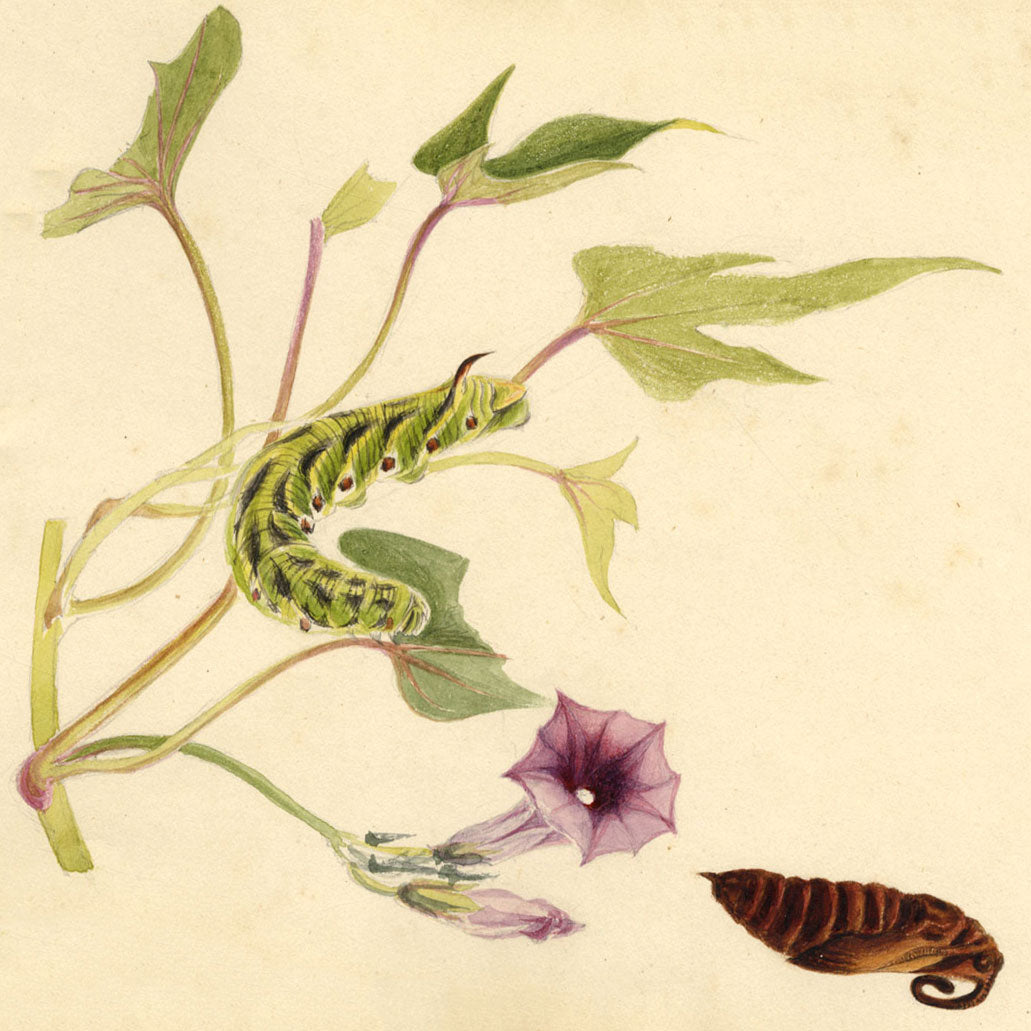 Madeira Island Fauna & Flora 1862