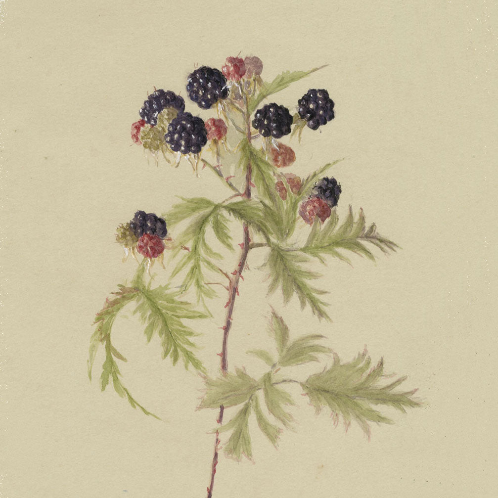 Botanical Watercolours: Verwood (1913–1916)