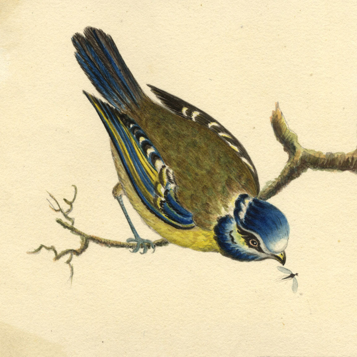 Natural History Studies: J.J. Schenck & Glegg
