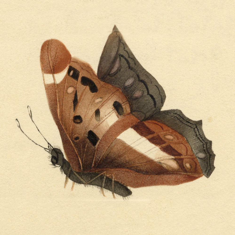 Decorative Butterflies & Flowers