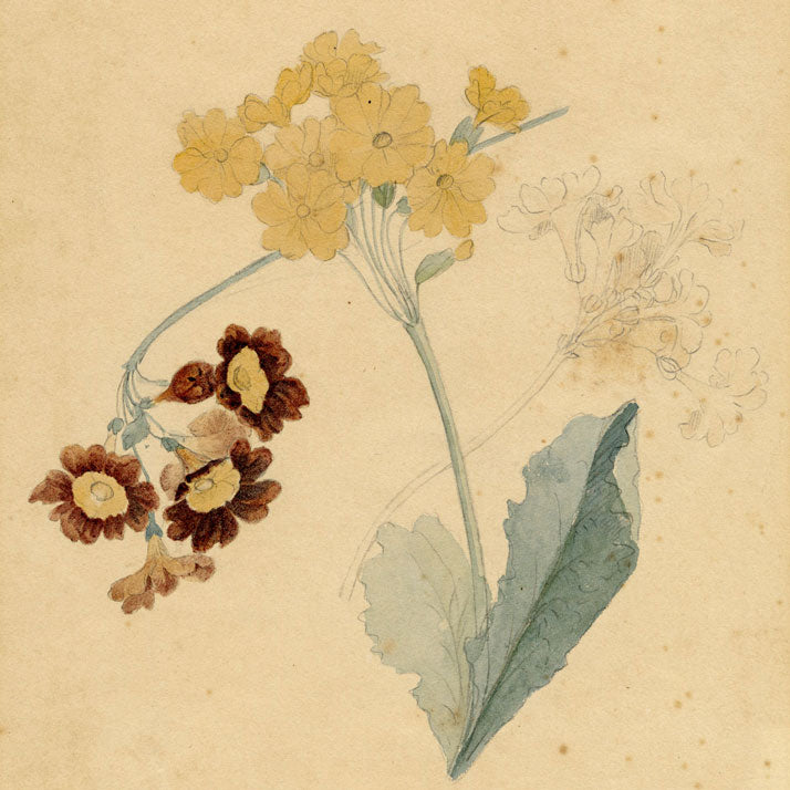 Flowers of William 'Quaker' Pegg (1775–1851)