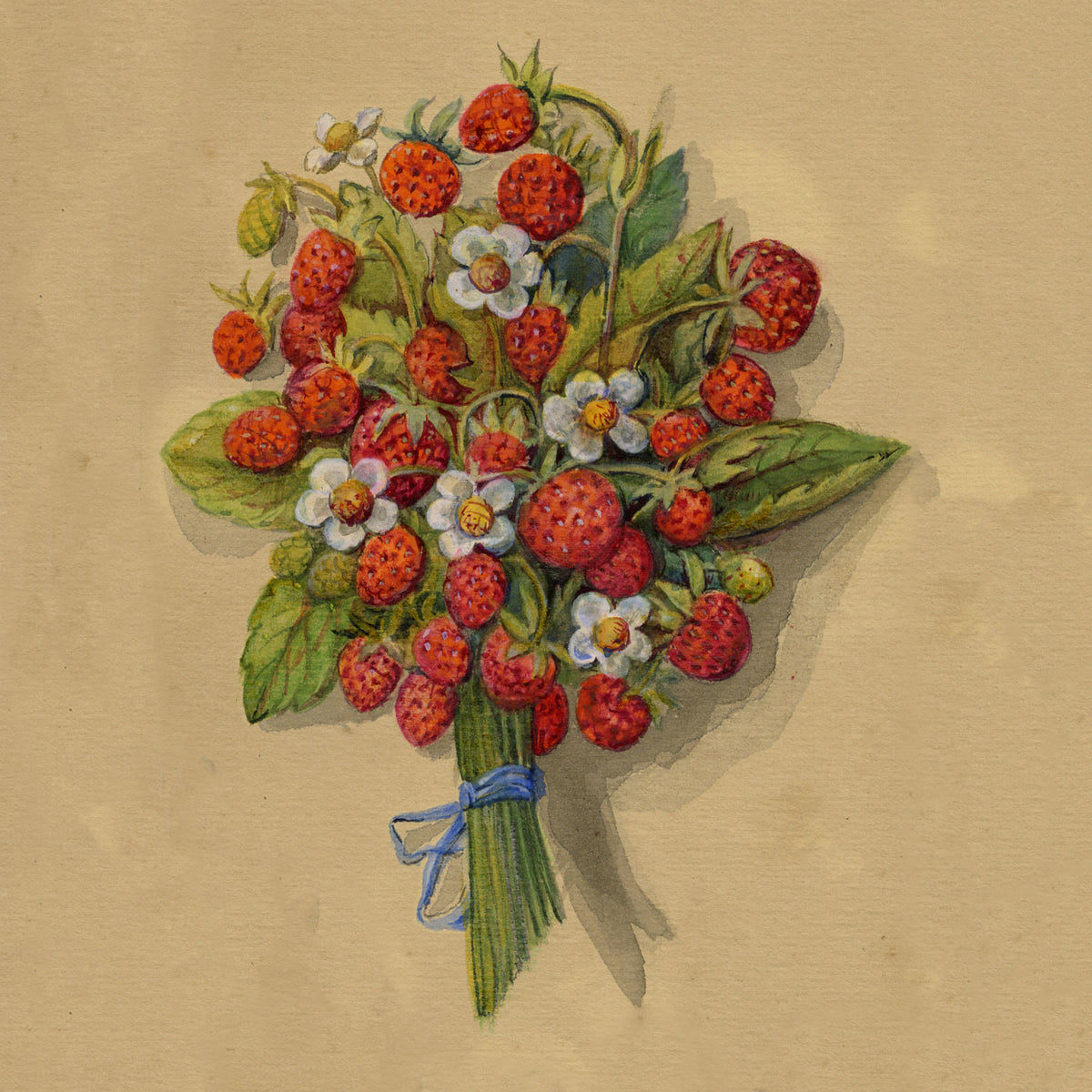 Alpine Wildflowers: Watercolours at St Moritz Switzerland 1880