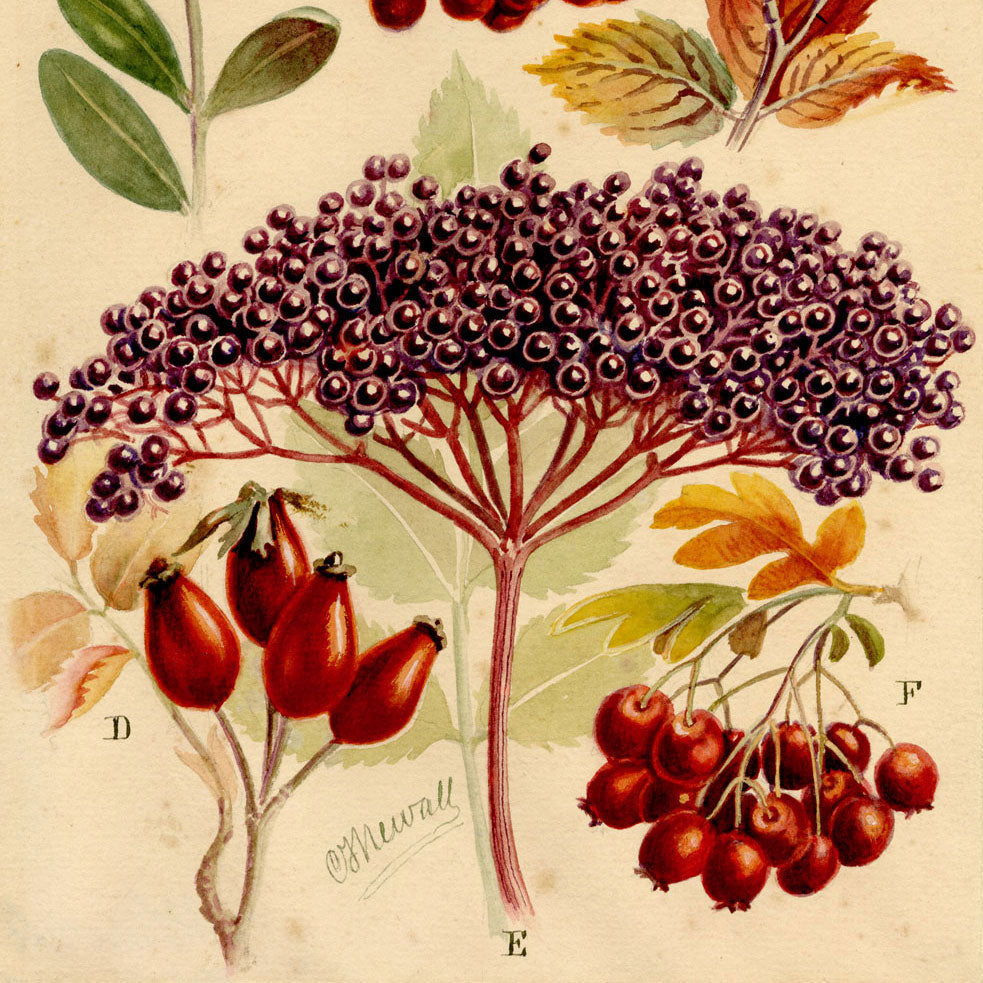 The Circling Year 1912: Nature Illustrations by C.F. Newall