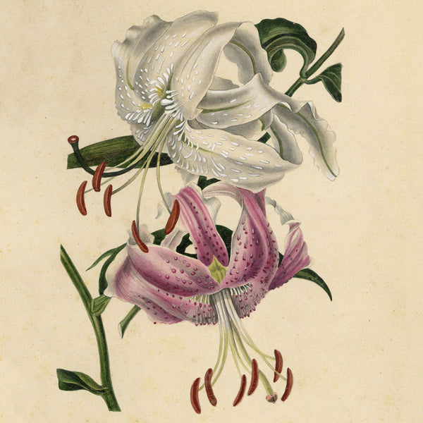 Botanical Watercolours: Joseph Paxton's Magazine of Botany