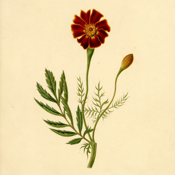 British Wildflowers: Botanical Watercolours c.1835