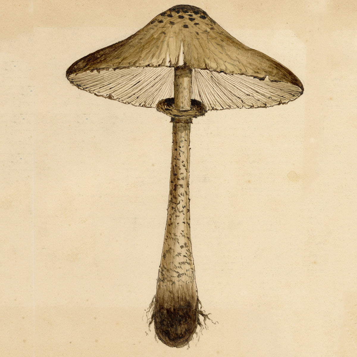Fungi: 19th-century Mycology Drawings
