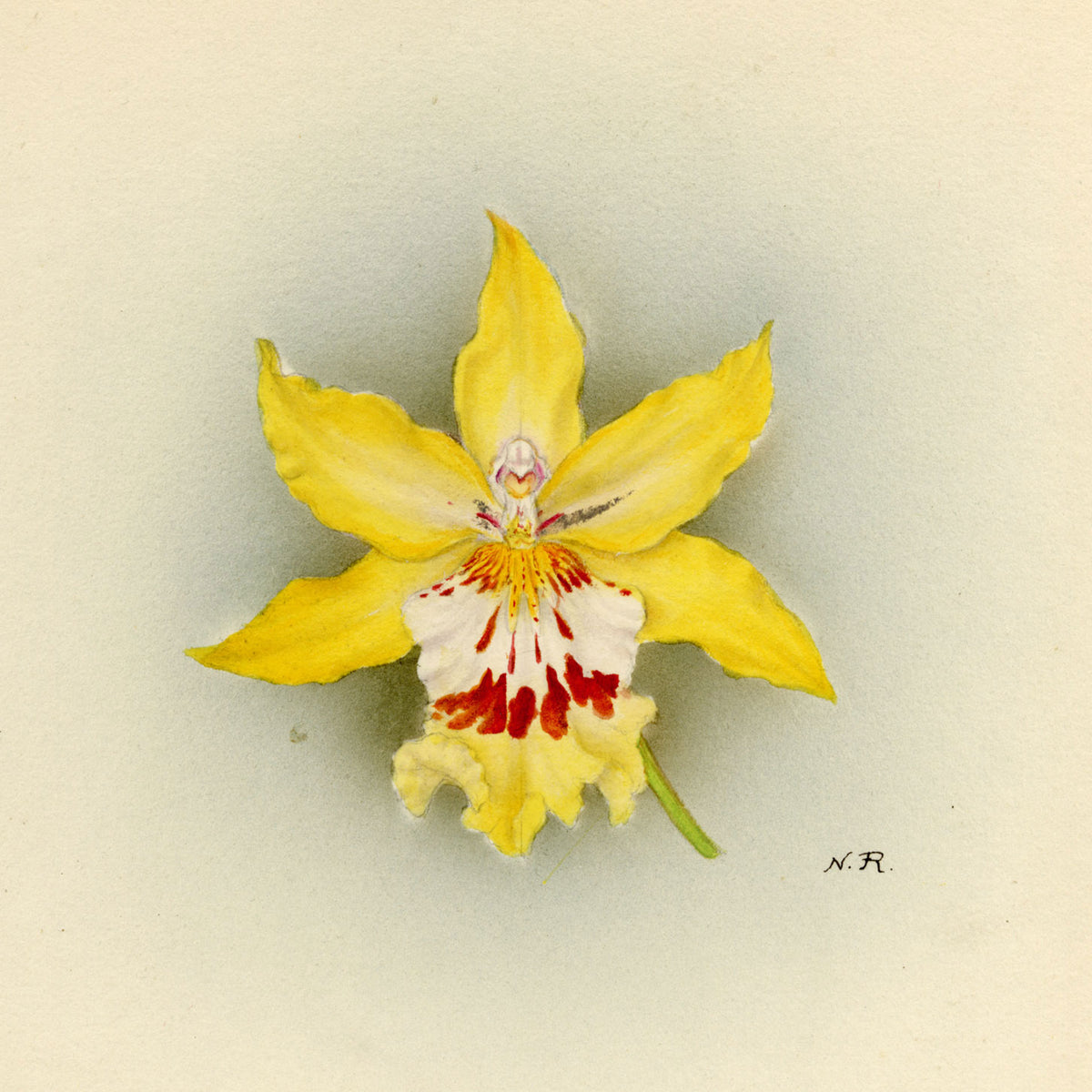 Orchid Portraits: J.L. Macfarlane & Nellie Roberts