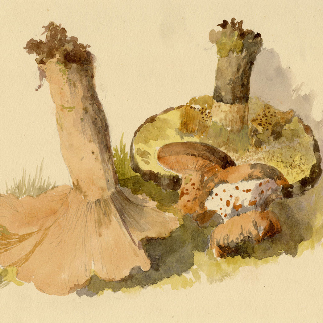 Mushroom & Fungi Studies 1858–60