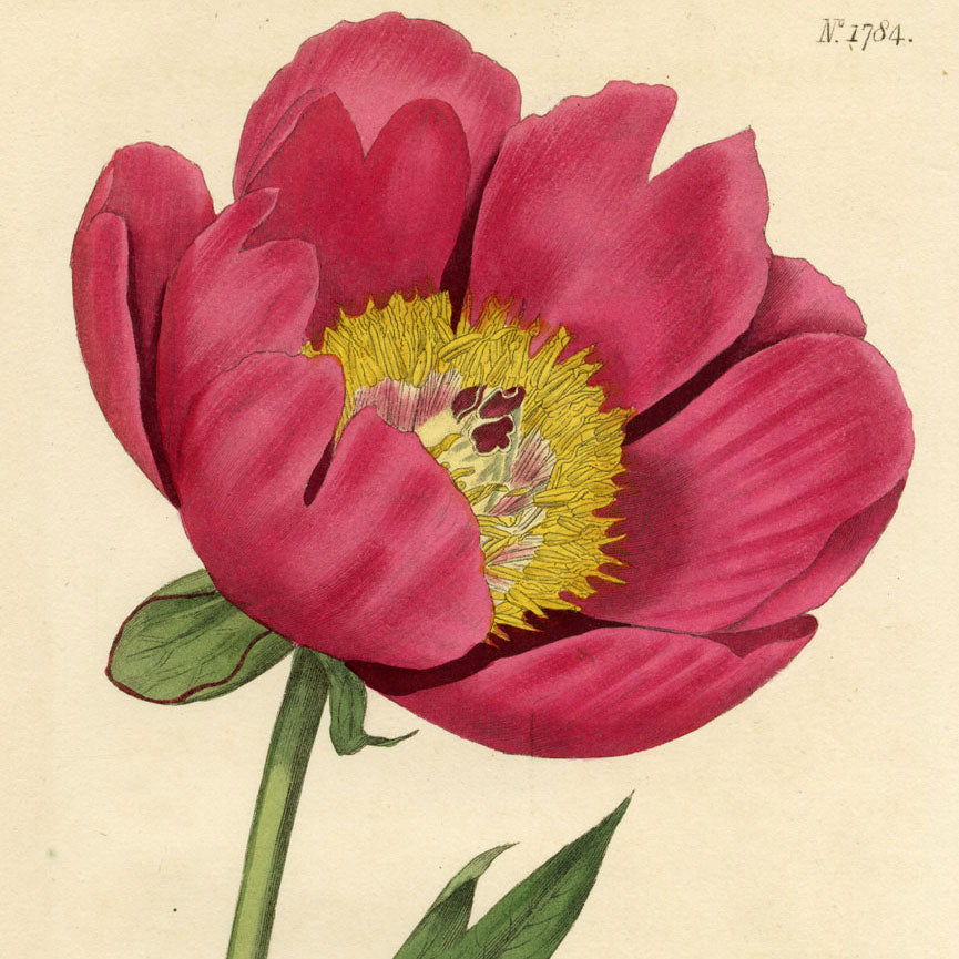 Curtis's Botanical Magazine