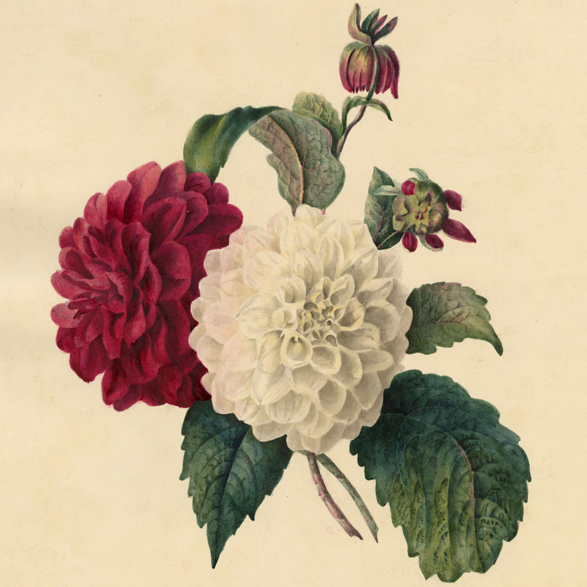 Botanical Watercolours: E.B.R. 1830–1842