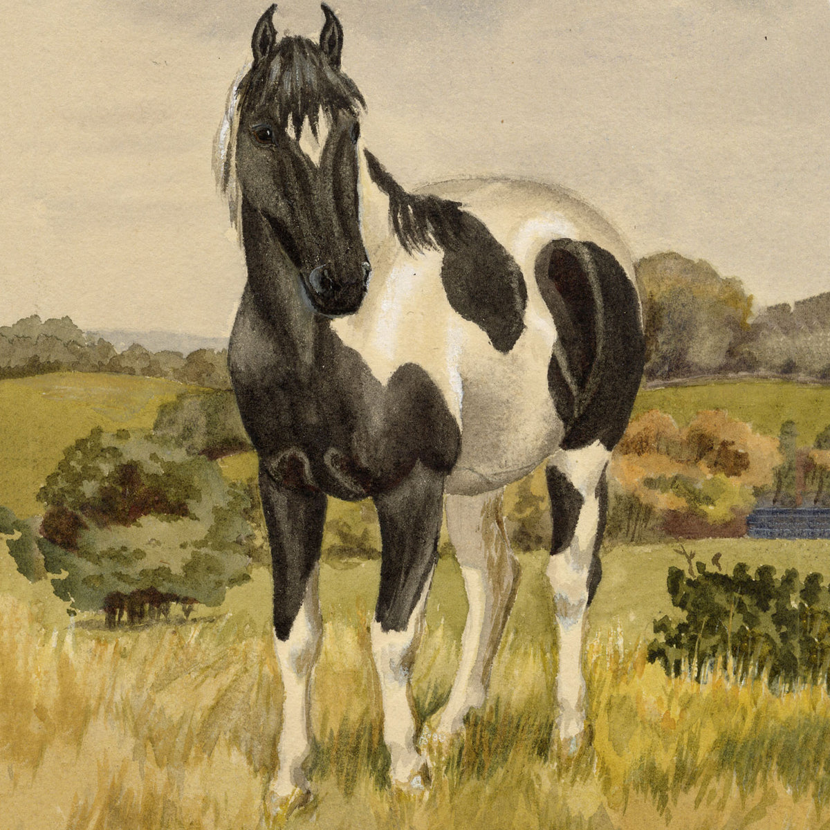 Hunter Family: Horses at Anton's Hill, Berwickshire, Scottish Borders