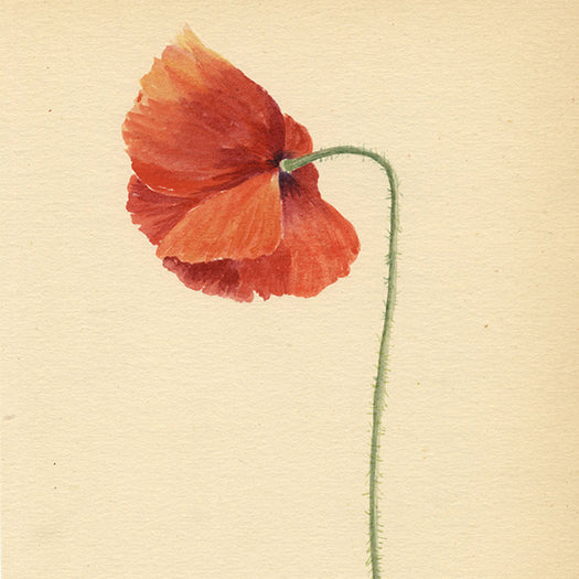 English Wildflowers: D.H. Duplock