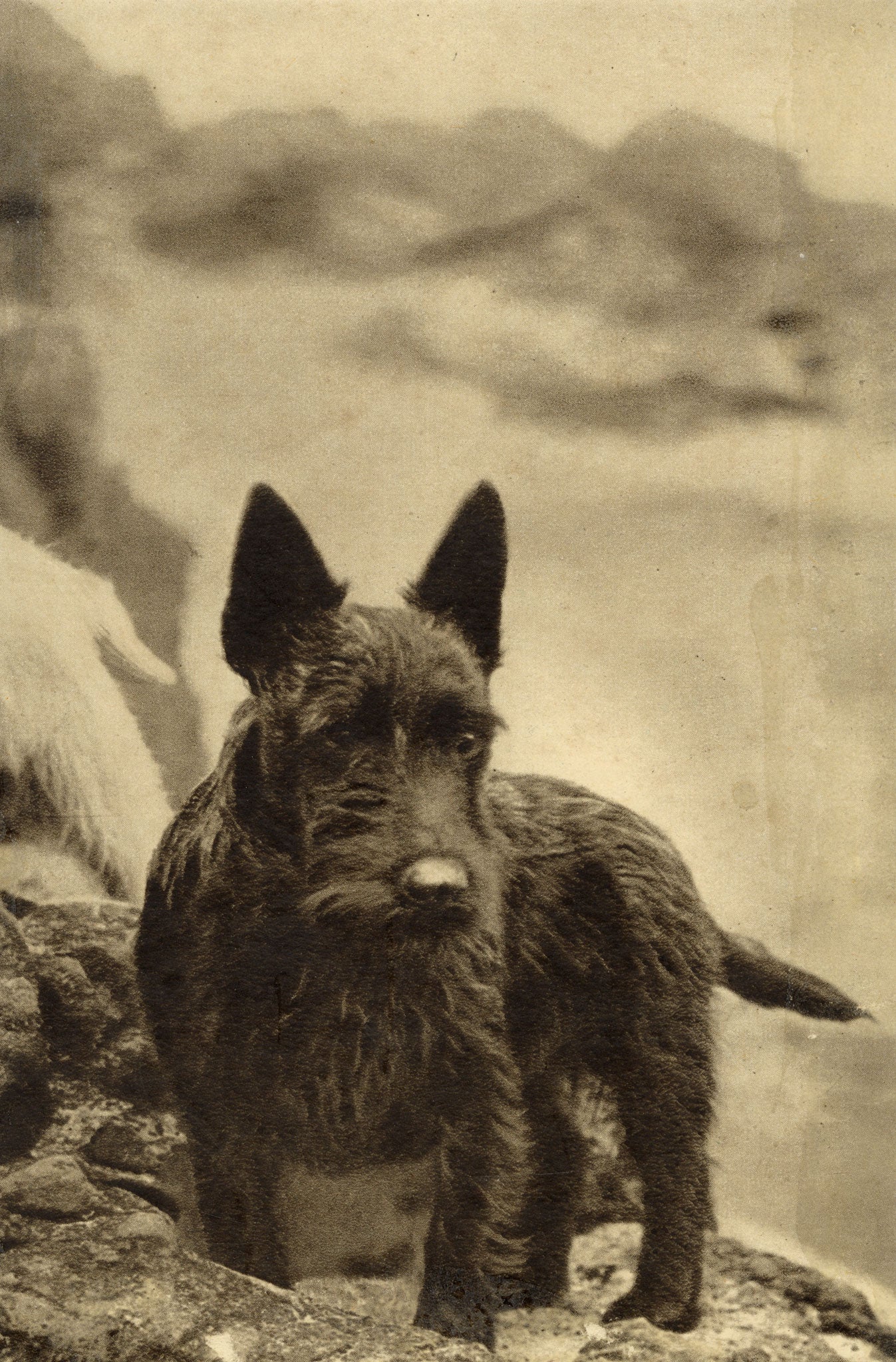 Ethel M. Mallinson, The Artist's Dog, Scottish Terrier – Mid-20th-century photogravure print