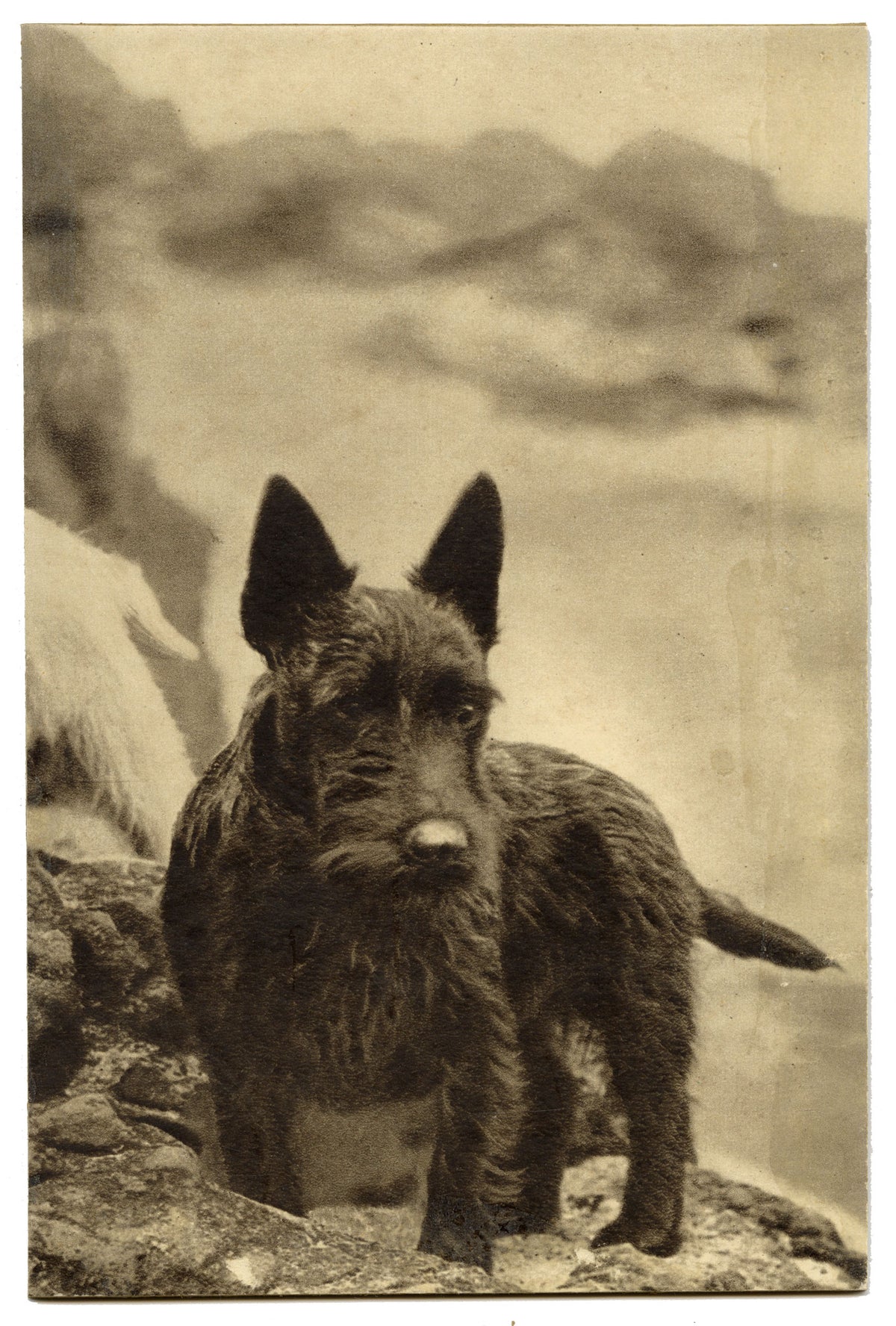 Ethel M. Mallinson, The Artist's Dog, Scottish Terrier – Mid-20th-century photogravure print
