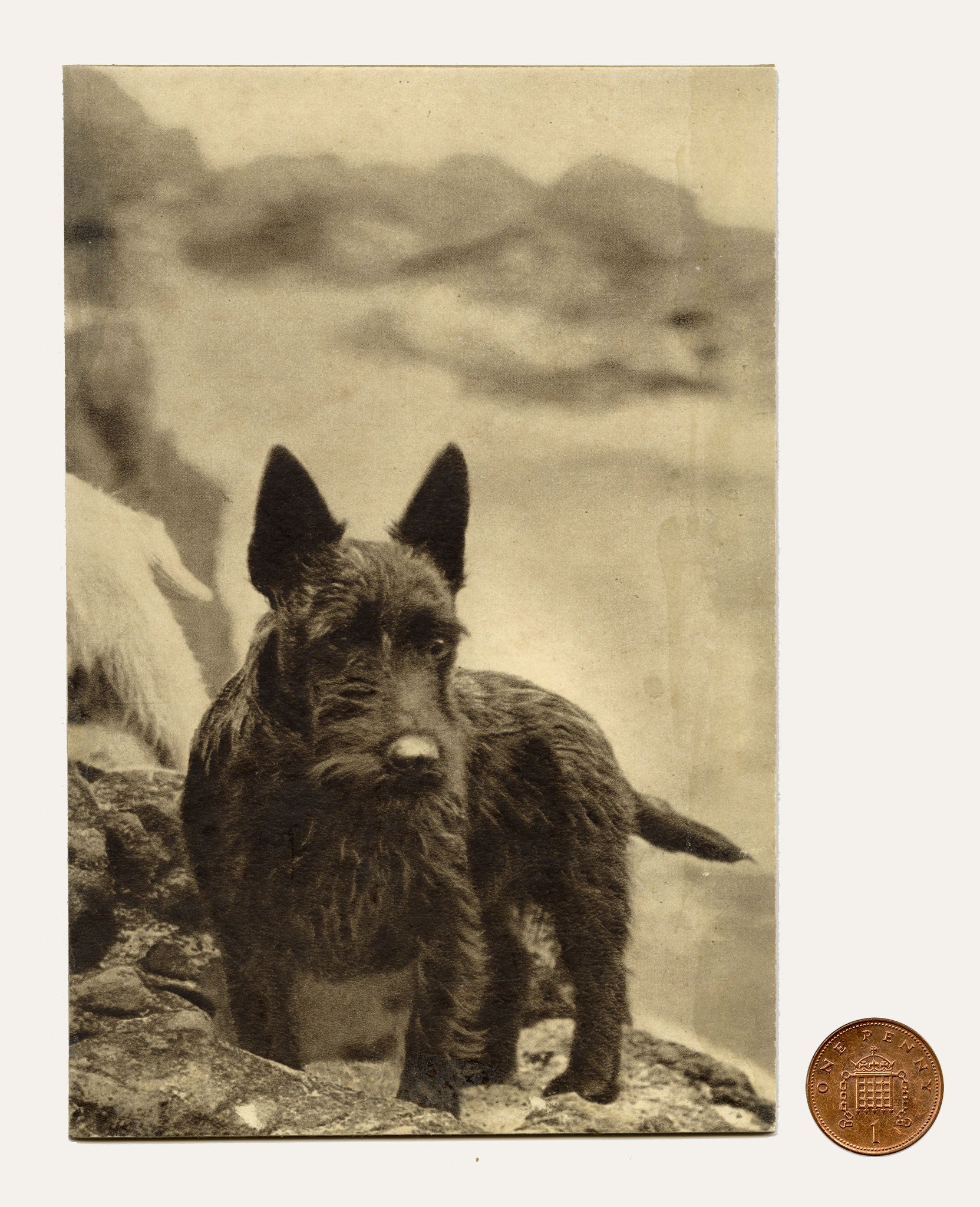 Ethel M. Mallinson, The Artist's Dog, Scottish Terrier – Mid-20th-century photogravure print
