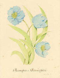 Stanley Reece, Himalayan Blue Poppy Flower – 1989 watercolour painting