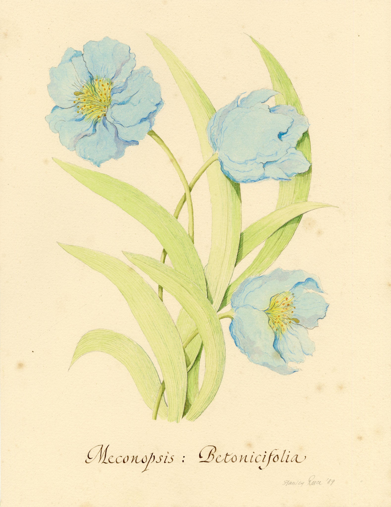 Stanley Reece, Himalayan Blue Poppy Flower – 1989 watercolour painting