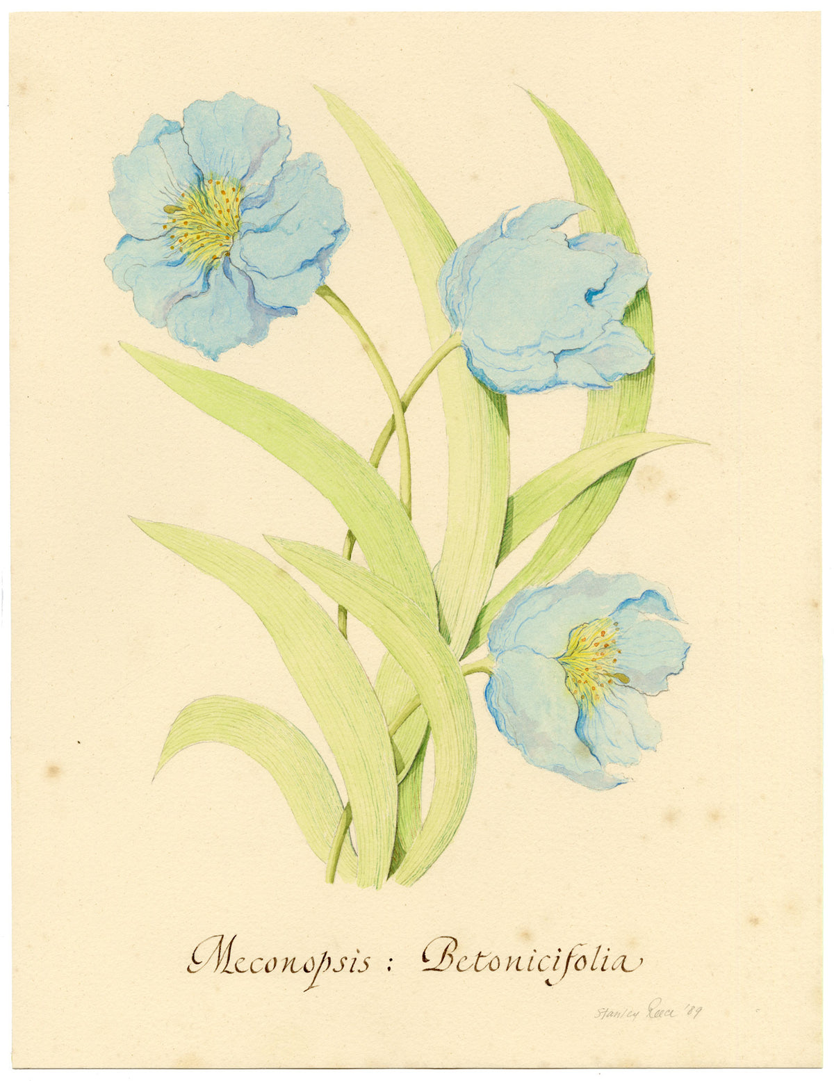 Stanley Reece, Himalayan Blue Poppy Flower – 1989 watercolour painting