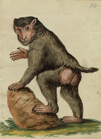 Leopold Billek, Mono babuino – Pintura gouache original de c.1820