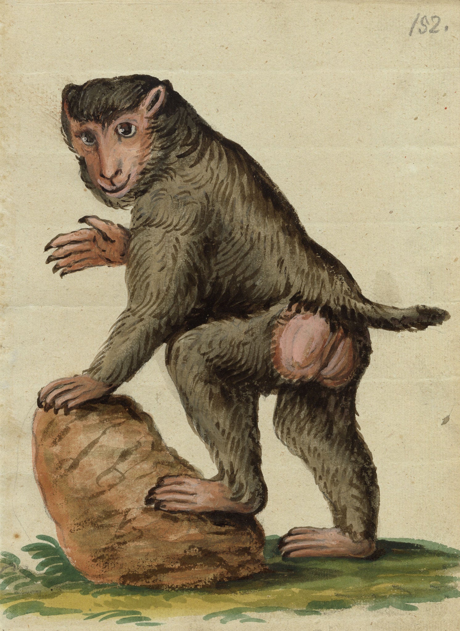 Leopold Billek, Mono babuino – Pintura gouache original de c.1820