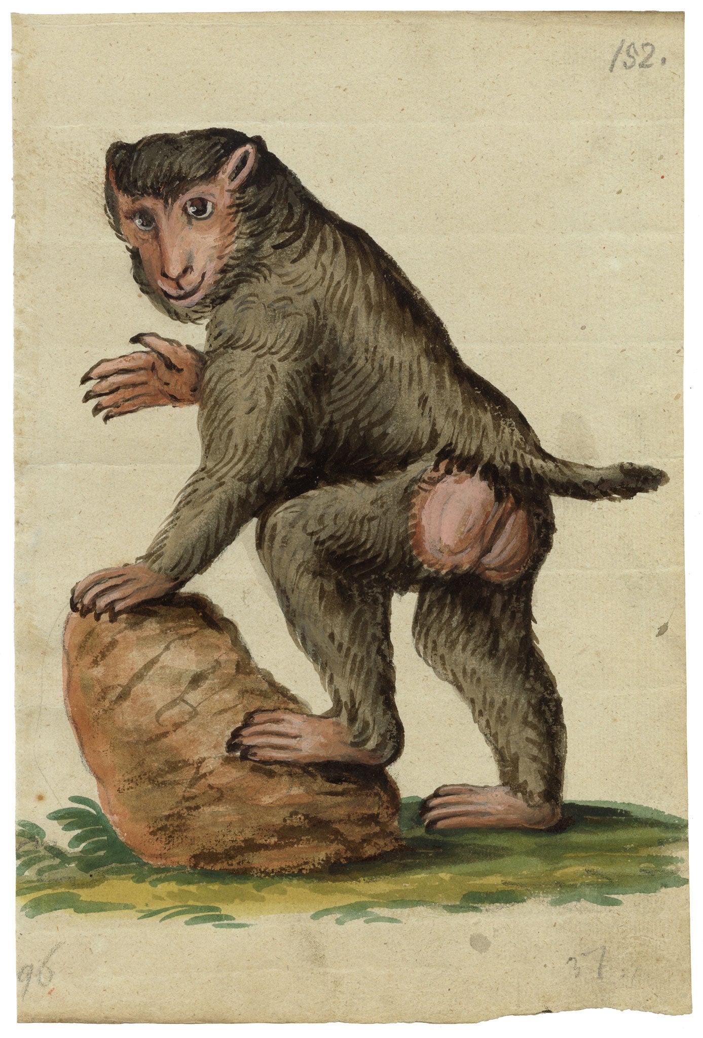 Leopold Billek, Mono babuino – Pintura gouache original de c.1820