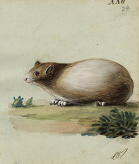 Leopold Billek, Porcellino d'India (Meerschweinchen) – Dipinto a guazzo originale del 1820 circa