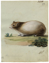 Leopold Billek, Porcellino d'India (Meerschweinchen) – Dipinto a guazzo originale del 1820 circa