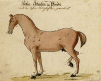 Leopold Billek, Ailments of Horses – Original c.1820 watercolour painting